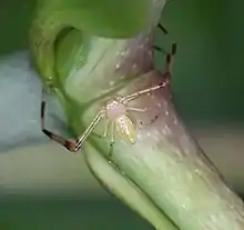 American Green Crab Spider (Misumessus oblongus)