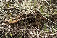 Squat brown bird with long bill, concealed in grass