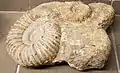 Ammonites