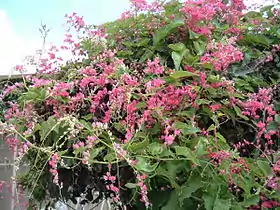 Antigonon leptopus