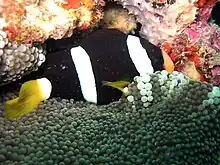 A. clarkii showing a melanistic variation