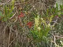 Mistletoe (Amyema gaudichaudii) on M. decora