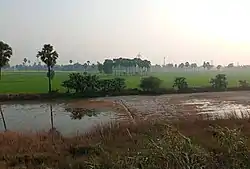 An agricultural field in Saran district of Bihar.