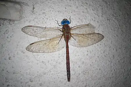 Anaciaeschna jaspidea, male (dorsal view)