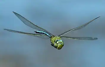 Anax imperator in flight