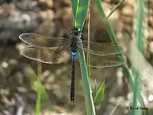 Anax parthenope from Dubai, United Arab Emirates