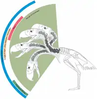 Range of neck mobility of Andalgalornis.