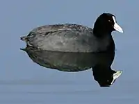 White-fronted morph