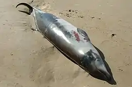 A stranded newborn Andrews' Beaked Whale, M. bowdoini