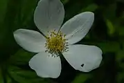 Closeup of a flower with light green pistils in the middle of fairly old stamens, and white sepals behind them