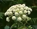 Flowering umbel