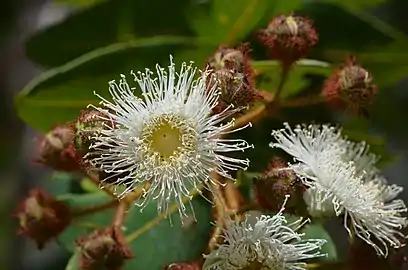 Angophora hispida