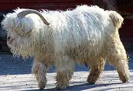 Angora goat