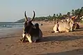 Panoramic view of Anjuna Beach