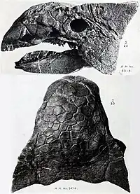 Two views of Ankylosaurus skull, from above and from the left