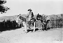 A smiling white woman wearing a wide-brimmed hat, seated on a burro, with a second burro carrying packages of books, photographed outdoors in 1916