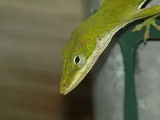 Detail of head, green