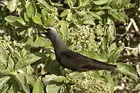 Image 29Black noddy calling at colony (from Funafuti Conservation Area)