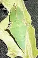 Green pupa