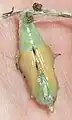 Underside of female pupa; yellow wings showing through