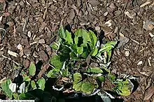 Small Parlin's pussytoes (Antennaria parlinii) plant among wood chippings