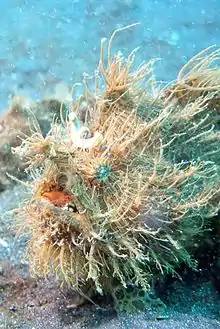 Elaborately camouflaged frogfish on ocean floor