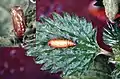 Pupa and an empty pupal shell