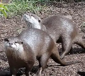 Asian Small-clawed Otter Aonyx cinerea