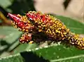 Colony on Nerium oleander