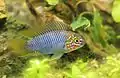 A male Apistogramma borellii "Opal".