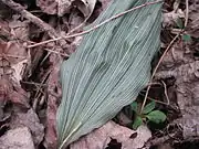 Leaf detail