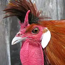 head of a cock with thick crest and a comb like two vertical conical horns