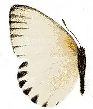 Female