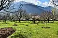 Apple orchard in Aragam Bandipore Kashmir