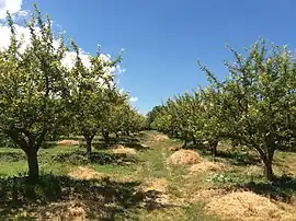 Apple orchard in Bademdere