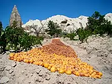 Apricots drying on the ground in Cappadocia