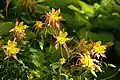 An unusual Aquilegia pubescens at Red Butte Gardens