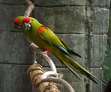 A green parrot with a red forehead and shoulders, blue-tipped wings, and white eye-spots