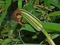 Close-up on  Arisarum vulgare