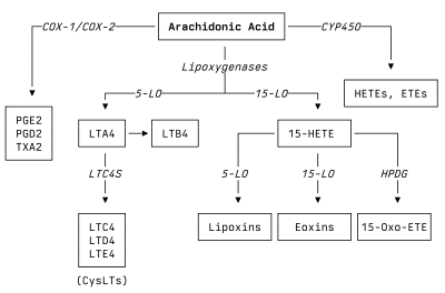 Flow diagram with arrows pointing from arachidonic acid to the eicosanoid products produced, including leukotrienes and prostaglandins