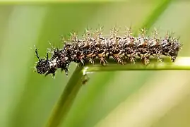 Caterpillar