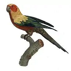 Aratinga solstitialis