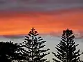 Araucaria trees at Henley Beach