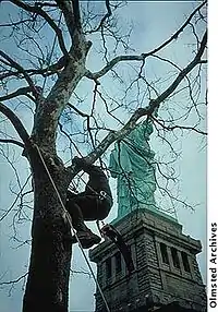 An arborist pruning a tree near the Statue of Liberty