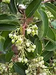 Flowers and leaves