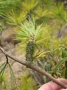 P. wallichiana branch infected with Himalayan dwarf mistletoe