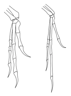 Outline of bones in forelimbs of Deinonychus and Archaeopteryx; both have two fingers and an opposed claw with very similar layout, although Archaeopteryx has thinner bones