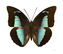 Archaeoprepona demophon muson male - dorsal view