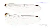 Male wings