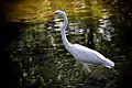 Great egret in water